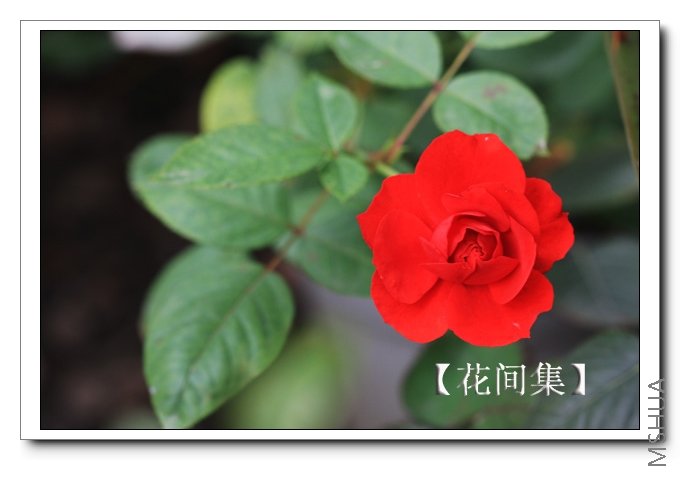 IMG_7626 ����.jpg