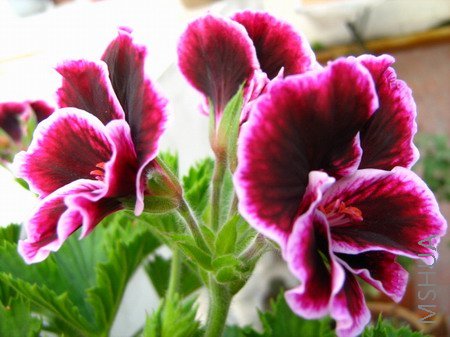 ���� 1950.jpg