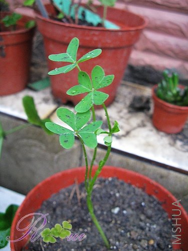 O'pes-capras ȸ�� 2.jpg