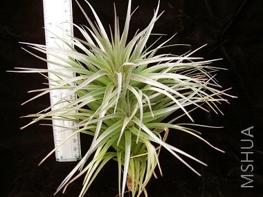 stricta gray mist.jpg