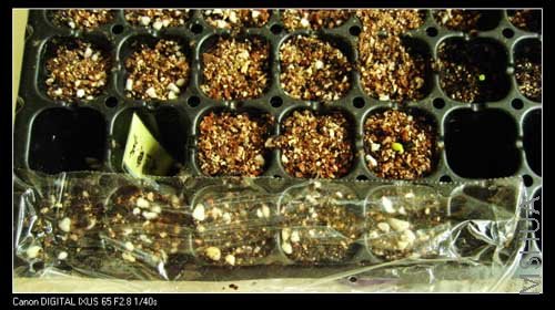 ������Ĥ�أ��ҵ�С���ǡ������췢ѿѽ