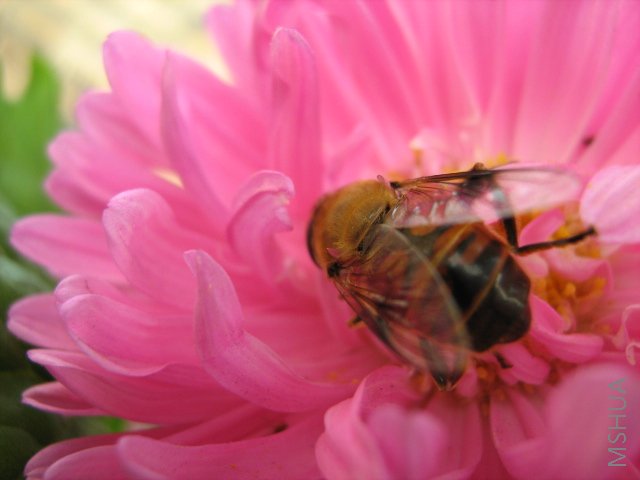 ���� 2058.jpg