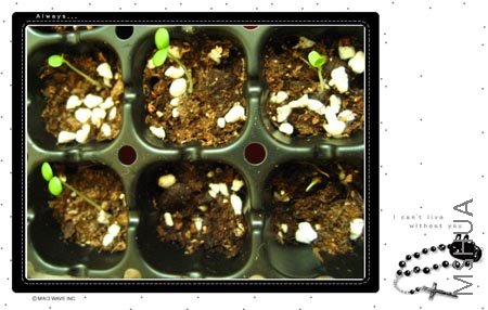 ��ѿ��һֱ����Сñ��,2����ð����~