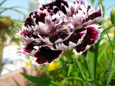 ���� 1923.jpg