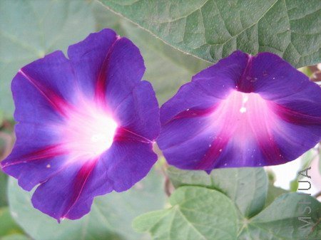 ���� 1867.jpg