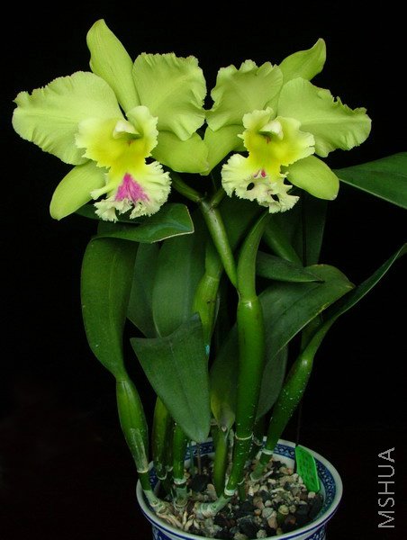 Ҳ�ǻ��ֲ��