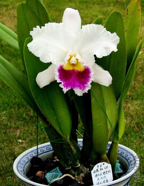 �������������̨�ļ��軨