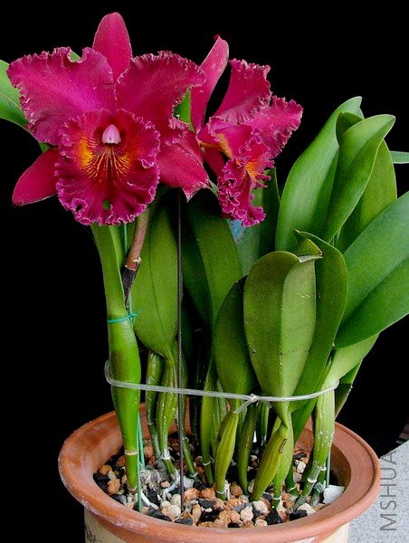 ���û��ֲ��