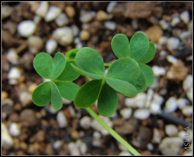 Oxalis �ټ��Ƶ�ҶƬ