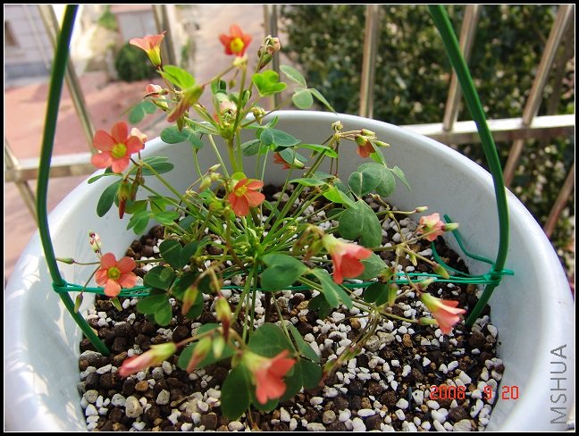 oxalis stenorrhyncha