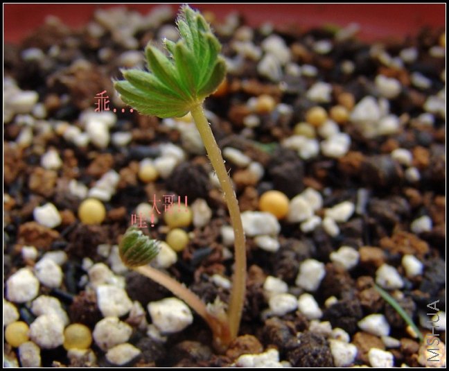 O'plamifrons�����