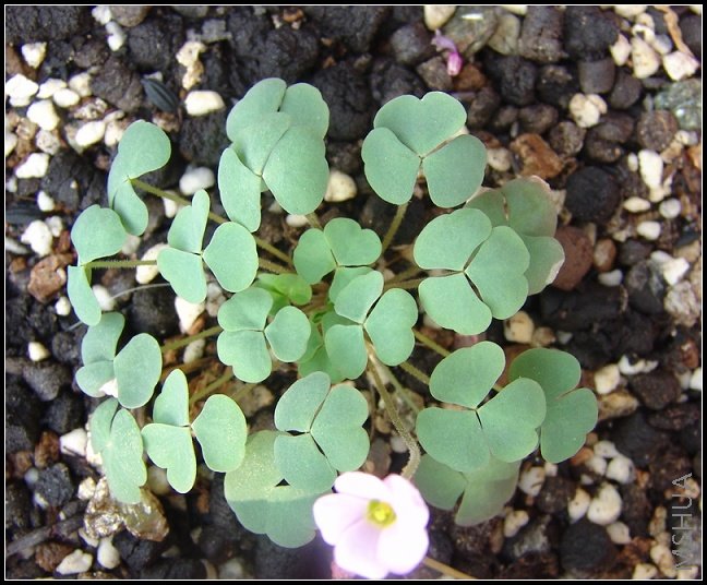 oxalis first love