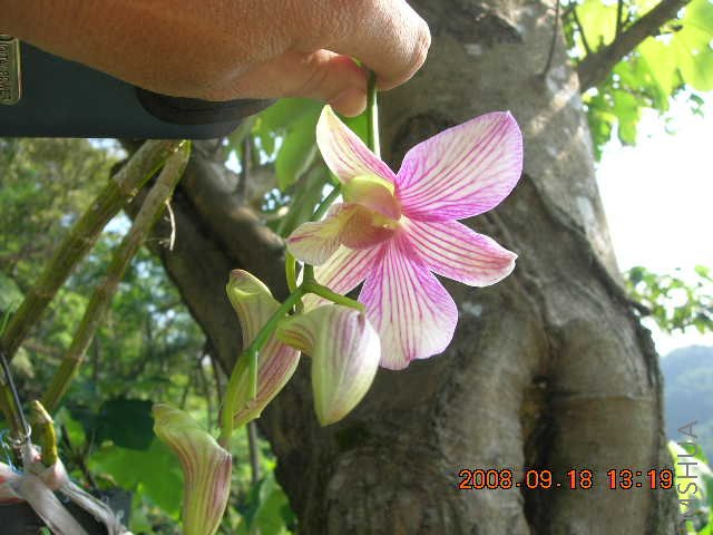 Dendrobium-ʯ��3-2008-0918-DSCN9345.JPG