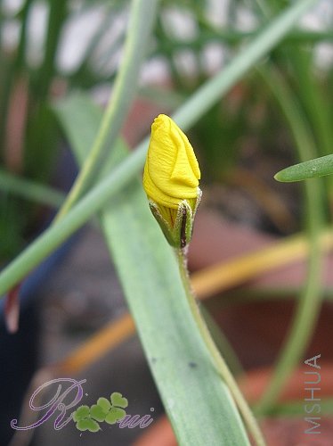 lobata-����Ҷ 15.jpg