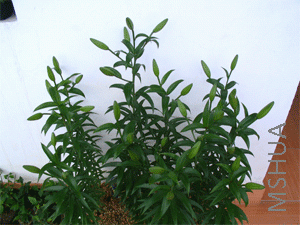 ���ٵ�ʱ��