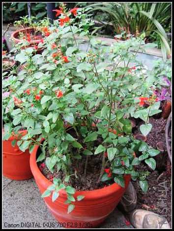 ����������������ʵ