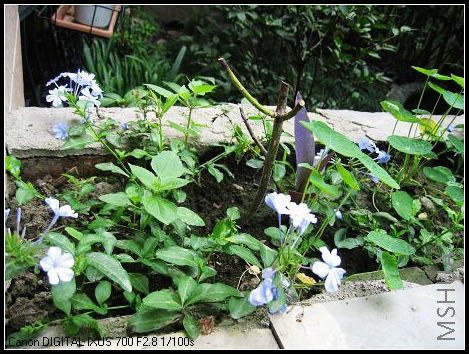 �ղ�����ѩ�Ϳ��˻�