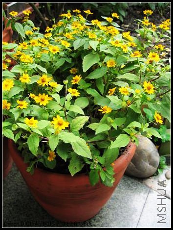 ��֪Ϊʲô����ôС�Ļ��лʵ۾գ�