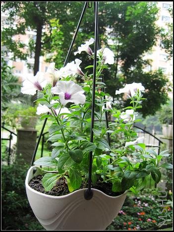 ���ϸ����糤��������