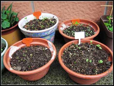 �ﲥ�����ӳ�����