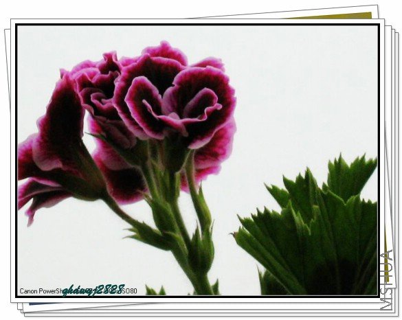 ���� 2089.jpg