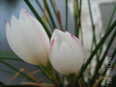 ���� 1492.jpg