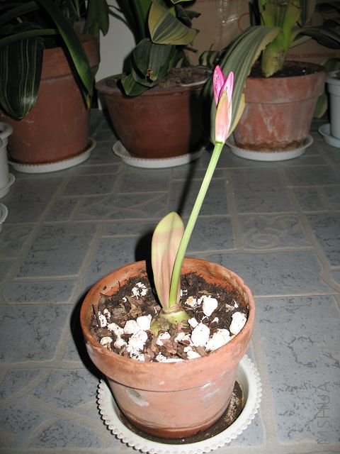 ע�⿴Ҷ�ӱ���ĺ���