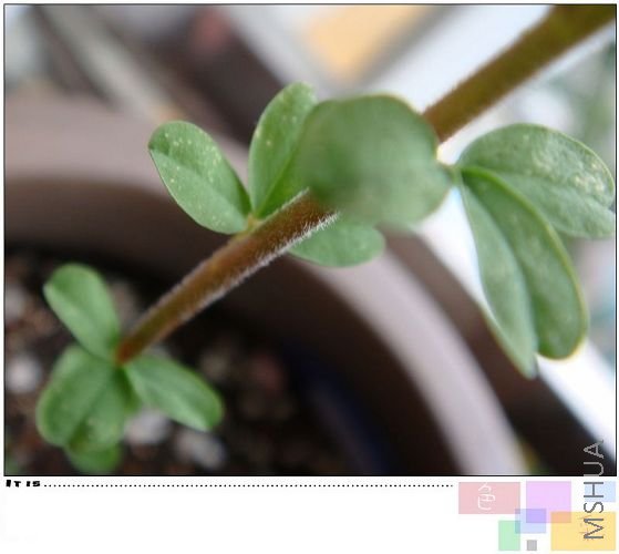 ��һ�죬ͻȻ����Ҷ�ӳ����ˣ��ǲ��ǳ���֩���ˣ��������Աߵİ���Ҷ����Ⱦ�ˣ����ֺ�Ͻ����ˣ������һֱ ...