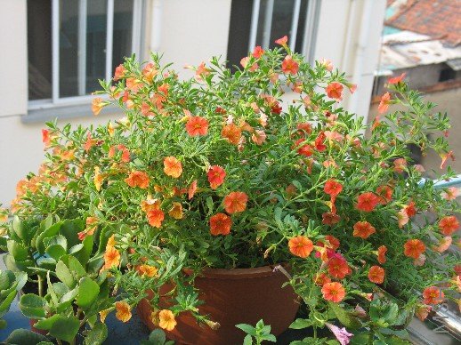 BigBull_��Ƭ 017.jpg