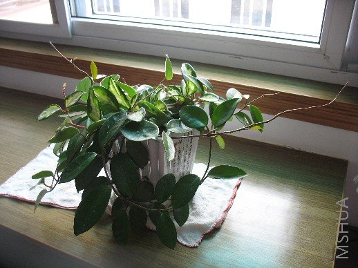 BigBull_��Ƭ 008.jpg