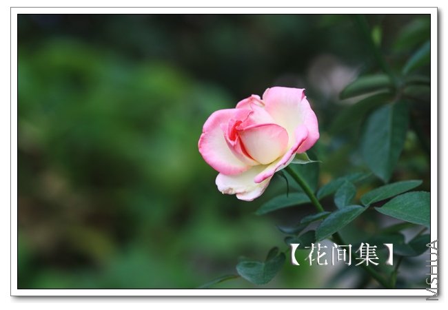 IMG_8697 ����.jpg