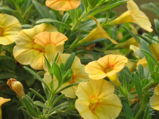 BigBull_��Ƭ 014.jpg