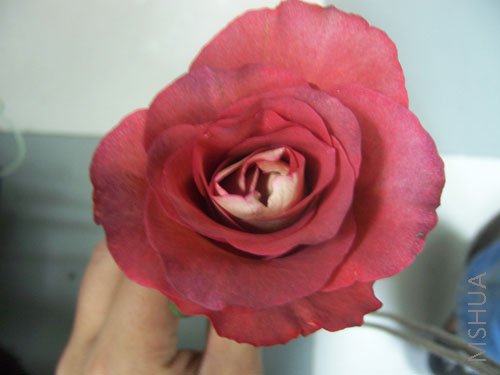 100_4172.JPG