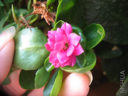 ������ֵ���ɫ�ذ곤��