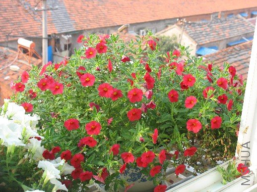 BigBull_��Ƭ 034.jpg