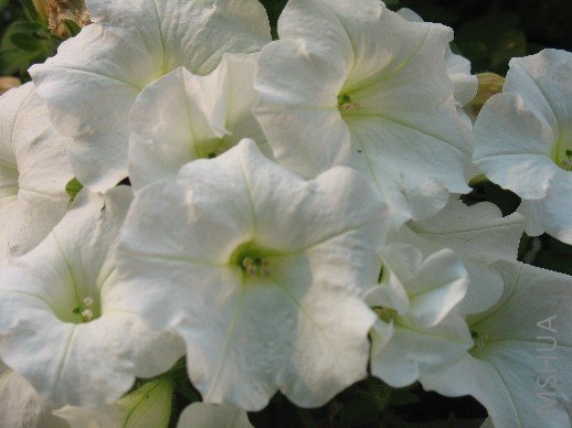 BigBull_��Ƭ 032.jpg