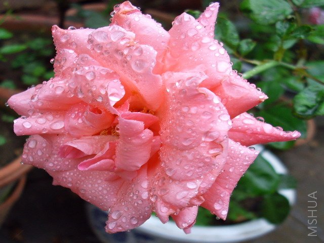 IMG_0245.jpg
