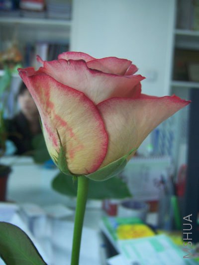 100_4171.JPG