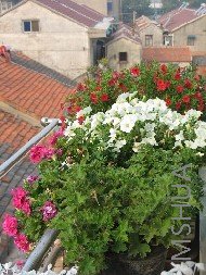 ����������ĺܺã����ִ���