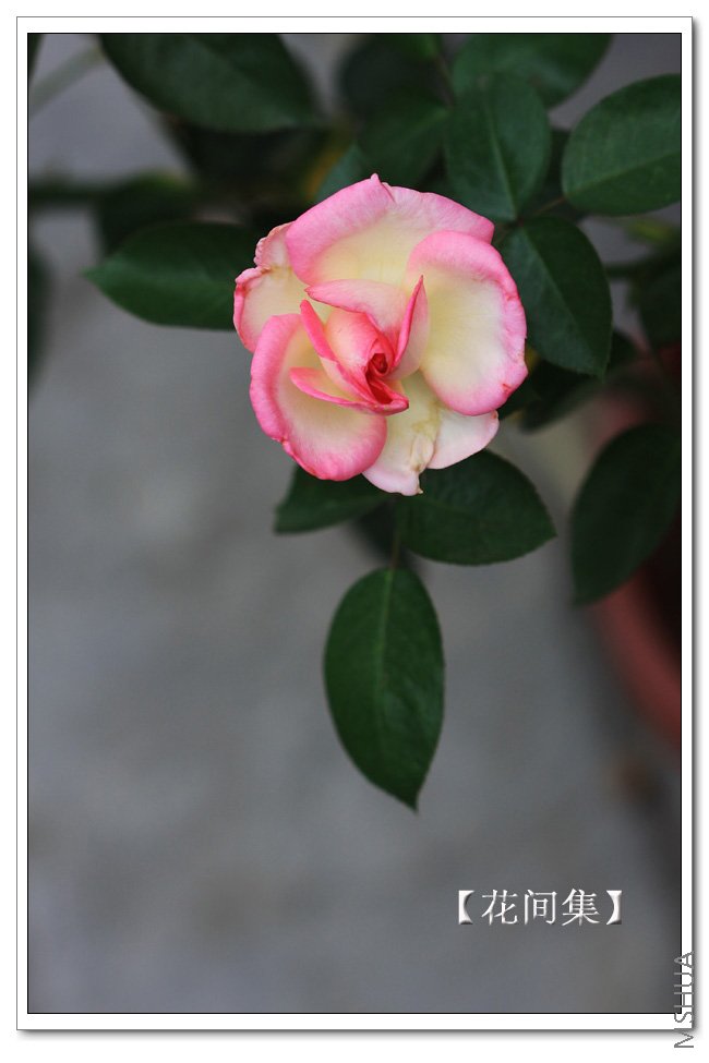 IMG_8698 ����.jpg