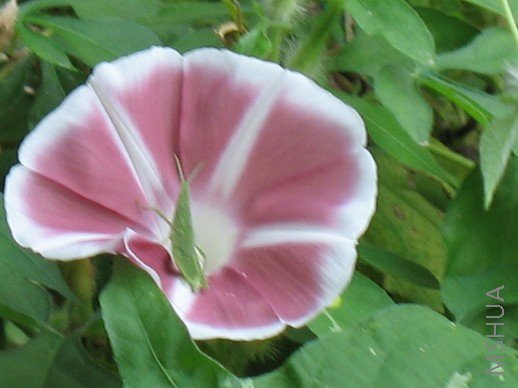 BigBull_��Ƭ 001.jpg