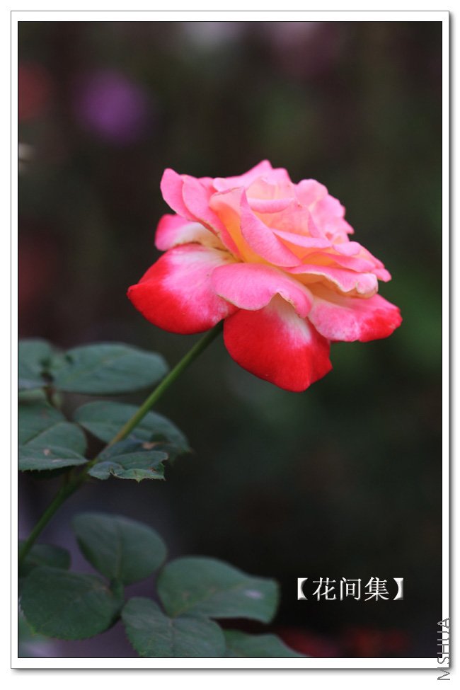 IMG_8695 ����.jpg