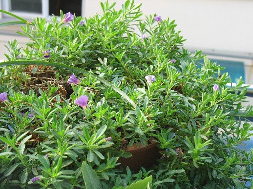 BigBull_��Ƭ 015.jpg