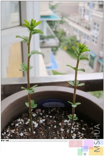 hirta����������ȥ��ô�ߡ������������Ƕ����úܸ���ѽ