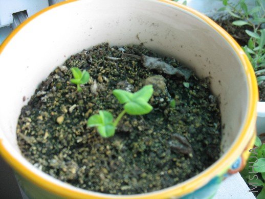 ܽ������ѿ��