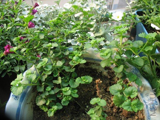 BigBull_��Ƭ 020.jpg