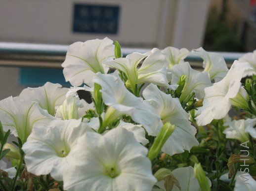 BigBull_��Ƭ 033.jpg