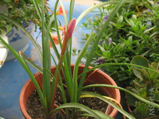 BigBull_��Ƭ 420.jpg