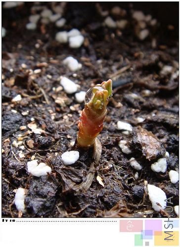 flava�������̫����