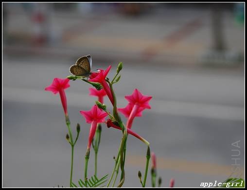 ��Ƭ20080911 005.jpg